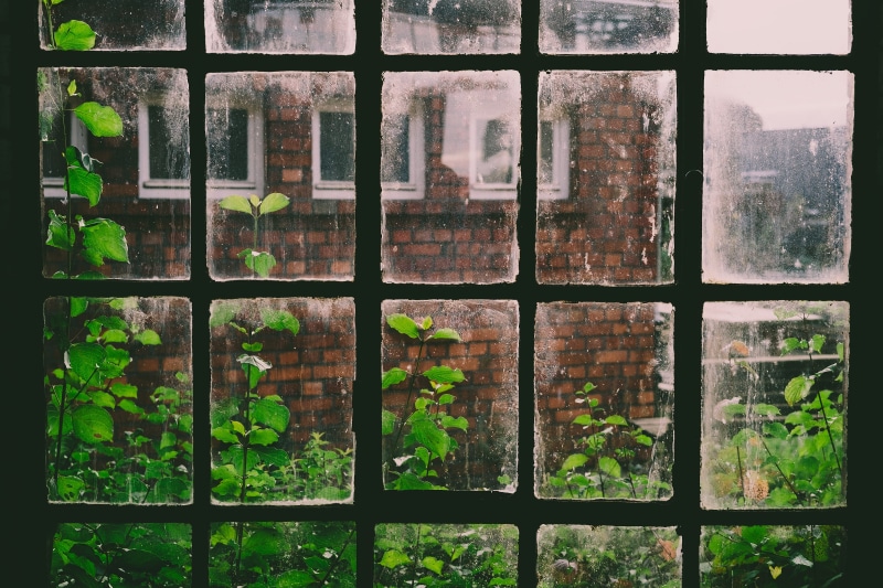tree, leaves, built structure, geometric shape, window, nature, grid, across, 2K, shape, transparent, clinker, close-up, grill, green color, building