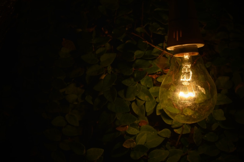 focus, street, power supply, electric light, turned, bulb, light bulb, color, lamp, illuminated, plant part, green, plant, leaf, near, plants, single object