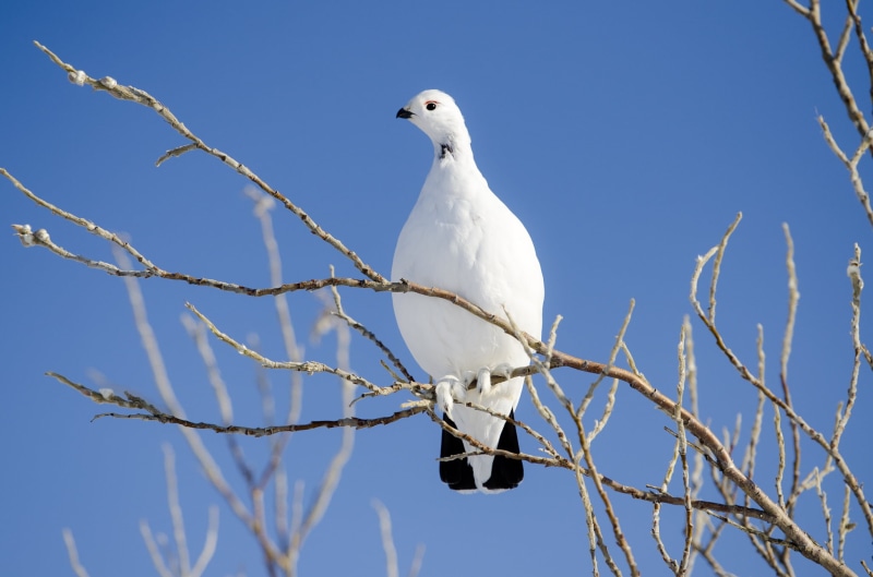 perched, white, tree branch, black, blue, daytime, wildlife, branch, Ptarmigan, Select, nature, outdoors, white bird, bird, tree, 1080P, tail, animal