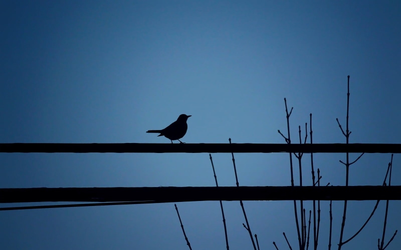 Moment, Branch, 700d, Composition, Town, Black, Simplicity, Dusk, Night, Minimalist, nature, Minimal, Flora, Sky  Cable, View, Canada, wildlife, Landscape