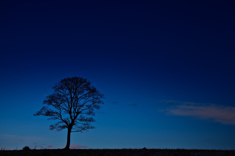 outdoors, rural, silhouette, environment, field, glow, plant, scenics - nature, Black, no people, Dusk, horizon, evening, landscape, tree, lone, non-urban scene