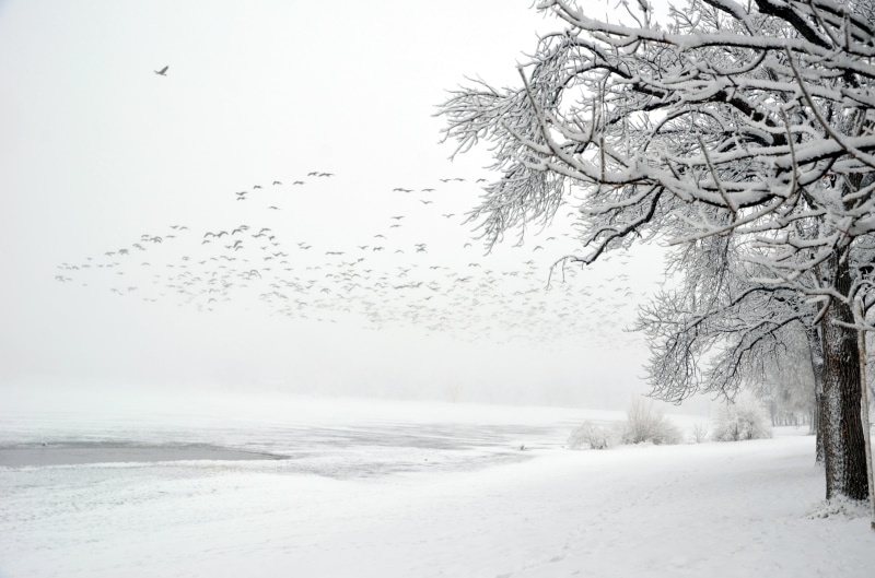 weather, white, outdoors, forest, scenics, birds, ice, land, landscape, amerika, covered, frost, winter, bunch, tree, america, season, 4K, nature, frozen