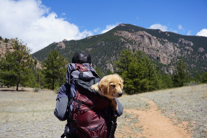 daylight, nature, leisure, landscape, trees, adult, yellow, walked, mountain, pathway, tree, pets, pet owner, backpack, pet, plant, real people, bag, labrador