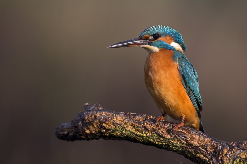 brown, Kingfisher, wildlife, animal, feather, beak, nature, blue feather, blue, National  Geographic, animals In The Wild, short, 2K, bird