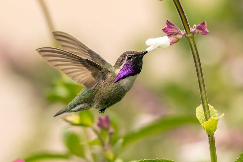 feather, flying, beak, purple, animal, bird, 4K, spread, nature, hovering, photography, auto, wings, gray, hummingbird, iridescent, wildlife, aviary, focus