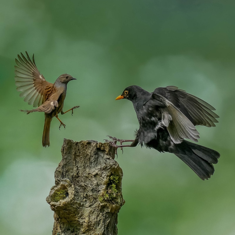 bird, animal Wing, 1080P, nature, action, brown, black birds, feather, birds  birds, wildlife, fighting birds, birds, animal, Unfair, outdoors, black