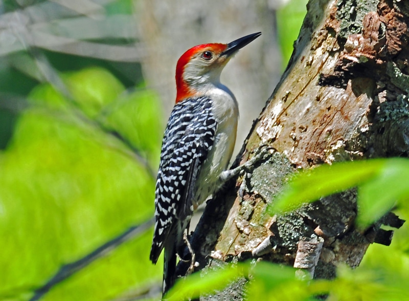 belled, Red-bellied Woodpecker, tree, bird, 2K, woodpecker, animals In The Wild, bellied, daytime, beak, trunk, nature, animal, Michigan, red, feathers