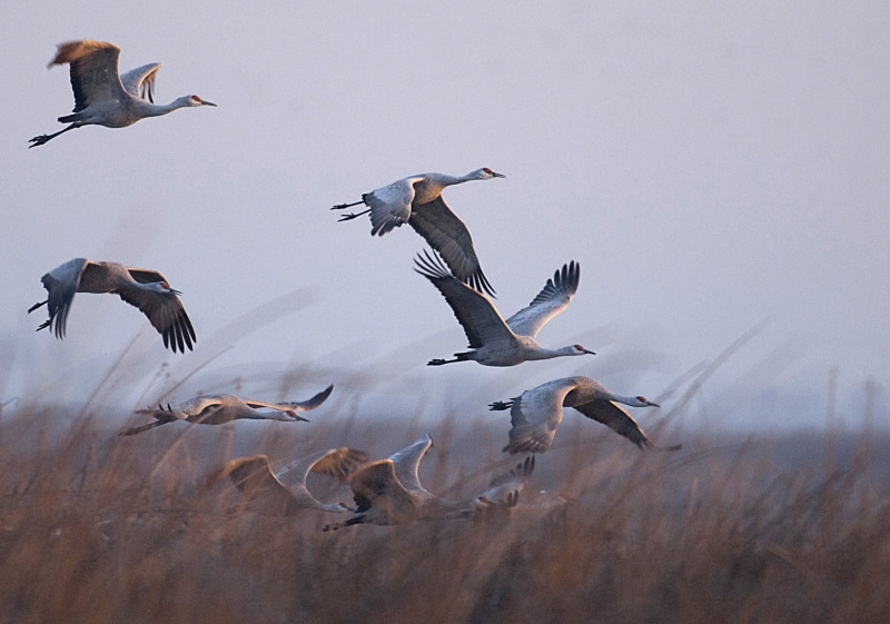 Sunrise, gray, Ray, flying, flock, animal, Sandhill  Cranes, birds, nature, sunset, bird, 2K, wildlife, flight