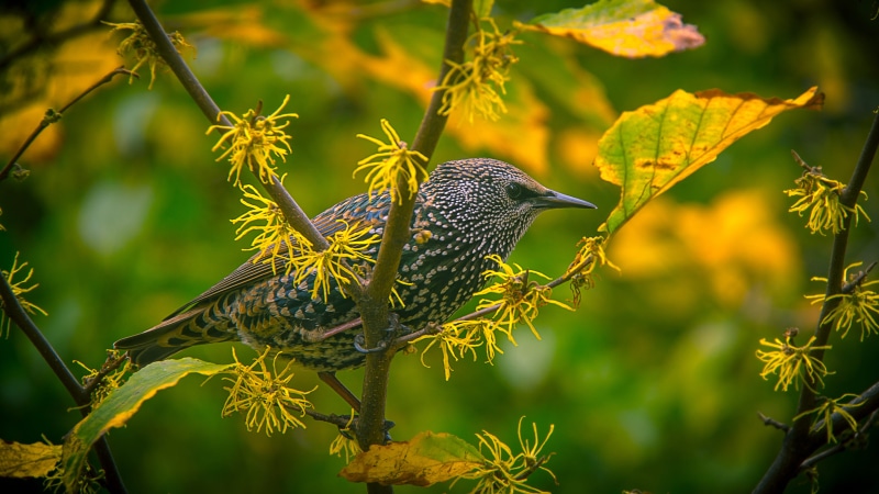 plant part, trunk, day, animal themes, one animal, no people, beauty in nature, vertebrate, animal wildlife, leaf, green branch, gray, 4K, outdoors, perching