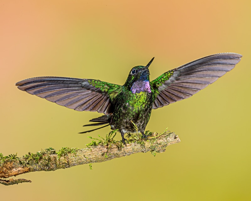 insect, branch, 4K, animal, multi Colored, hovering, tree, brown bird, Tourmaline Sunangel, animal Wing, wildlife, feather, nature, bird, Lens, landing