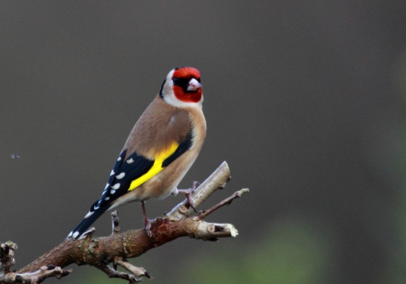 nature, red, tree, finch, plant, focus on foreground, no people, beak, photography, brown, black, animal, beauty in nature, close-up, full length, animal themes