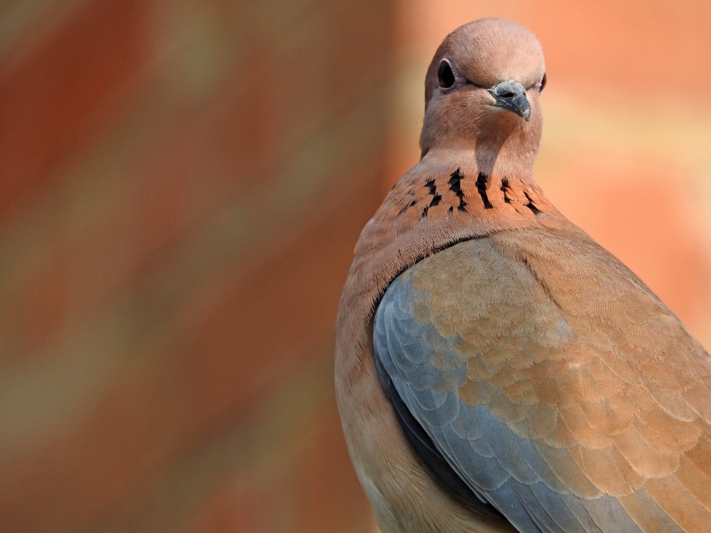 wing, focus on foreground, close-up, vertebrate, feather, perching, 4K, animal eye, bird, beak, grey, dove, day, animal themes, animal wildlife, no people