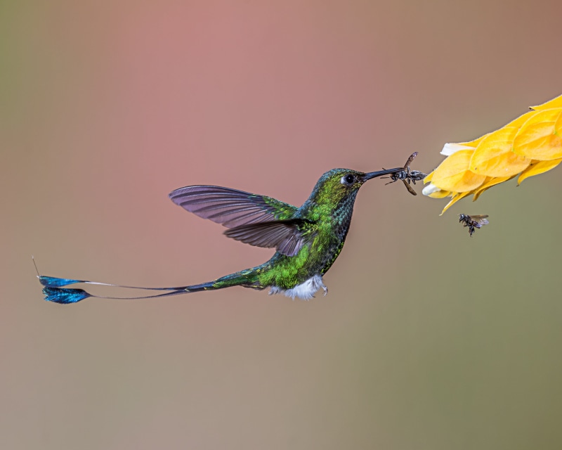insect, spread Wings, nature, feather, animal Wing, iridescent, Lens, green, humming, wildlife, aviary, hummingbird, hovering, eating, flying, Direct Action