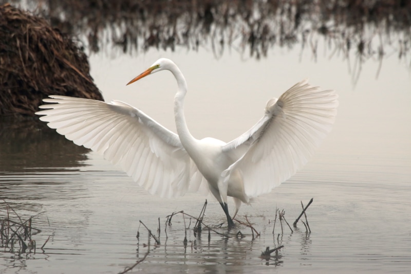 animal, animal wing, long, vertebrate, nature, neck, white, near, no people, egret, water, spread wings, waterfront, one animal, 5K, flapping, bird, grass