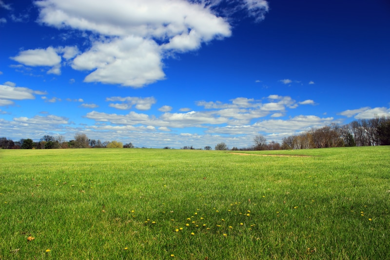 County Park, blue, Moore County, nature, dandelions, landscape, Moore Park, daytime, green Color, cloud - Sky, green, season, scenics, creative commons