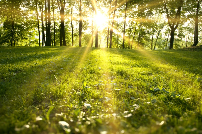 surface level, leaf, springtime, autumn, green Color, sunset, summer, sunny, scenics, streaming, leafed, season, the suns rays, land, no People, tranquility