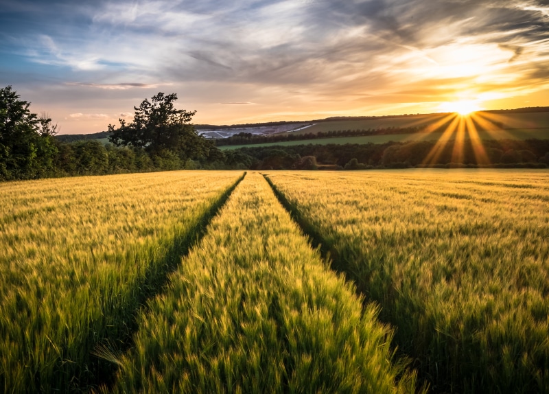 fineart, fuji, field, com, land, summer, meadow, Good morning world, rural Scene, agriculture, tree, grass field, art, grass, farm, yellow, sun, sunrise