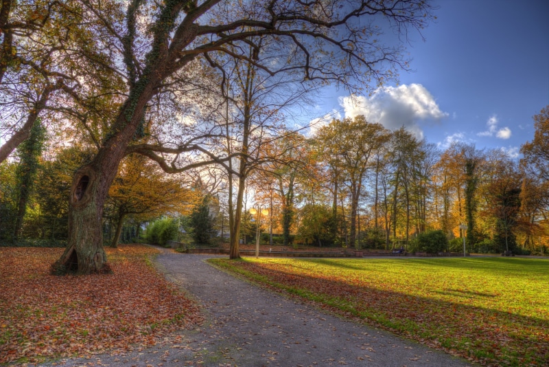 germany, Fleurs, deutschland, sky, Long Shadows, Autonne, forest, autumn, scenics, green, eau, Lumière, green grass, season, colour, westfalen, handheld