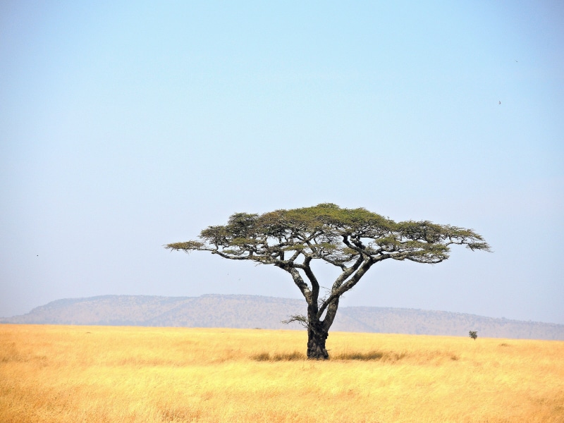Serengeti  National  Park, landscape, serengeti, green leaf, field, africa, nikon, savannah, park, green, tree, acacia Tree, Nature, national, Acacia, grass