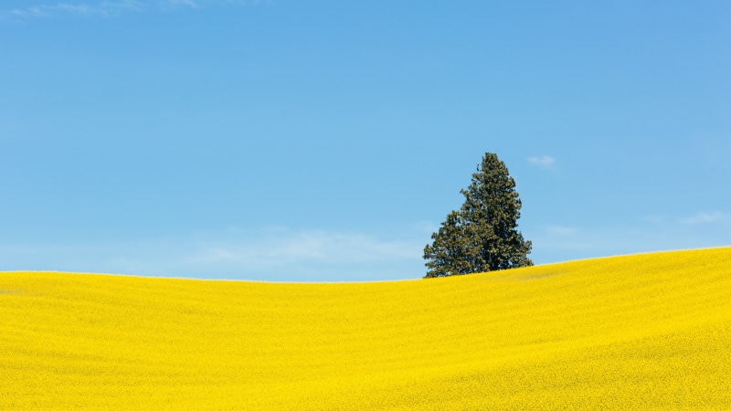 Canon EOS 5D Mark III, grass field, Yellow  green, yellow grass, summer, john, 2L, rural Scene, across, outdoors, leafed, grass, minimalism, USM, westrock