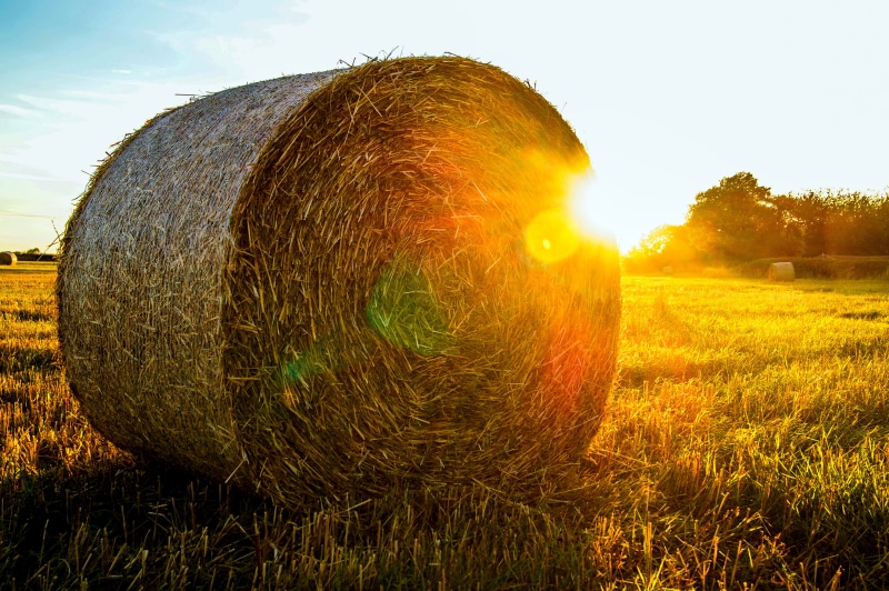 summer, sky, sunset, wheat, outdoors, field, nature, rolled, fields, harvesting, agriculture, 5K, england, landscaped, scenics, sunlight, crop, tree, green grass