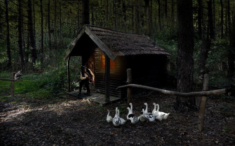 scenic, brood, house, outdoors, tree log, beside, daylight, growth, men, animals, people, man, 4K, light, woodland, tree trunk, tree, goose, sitting, real people