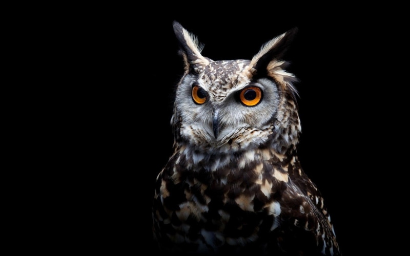 bird of prey, animal themes, orange eyes, portrait, no people, bird, alertness, looking at camera, close-up, animals, animal eye, white, 720P, animal