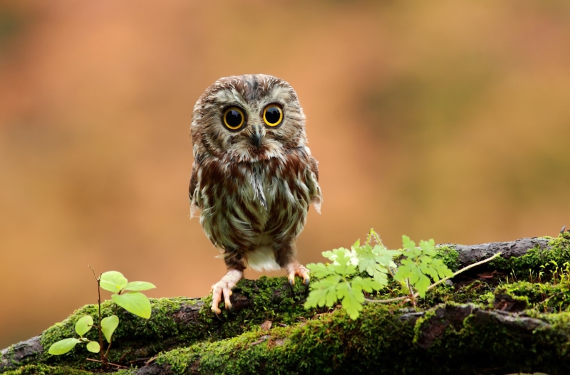 nature, animal eye, tree, one animal, owl, perching, plant, looking at camera, outdoors, portrait, vertebrate, no people, full length, 4K, front view