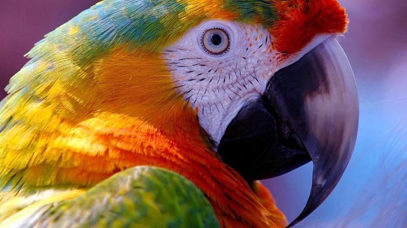animals in the wild, macaw, no people, animal wildlife, profile view, animal, animal themes, parrot, parakeet, macro photography, animal eye, gold and blue macaw