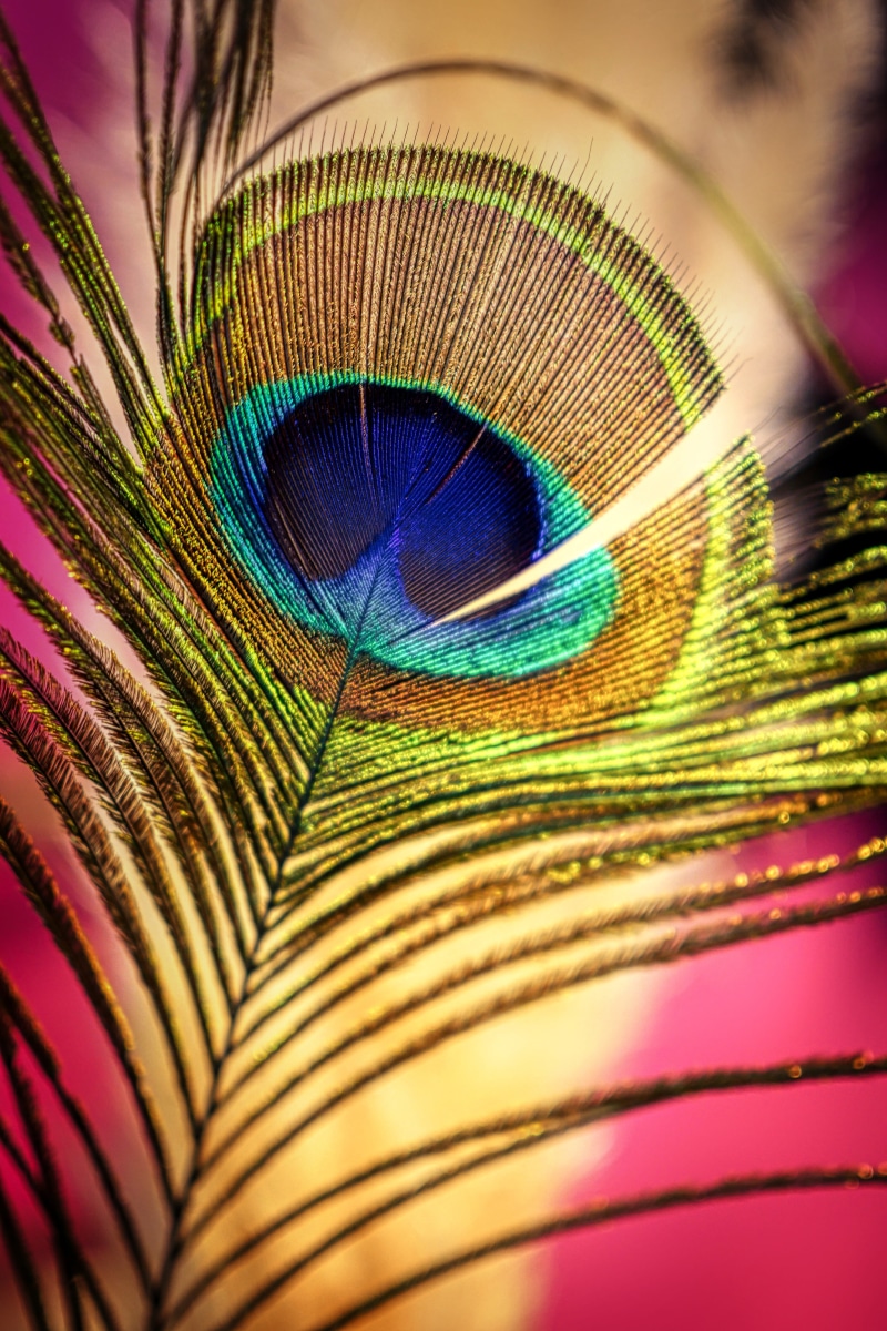 plumage, no people, animal, color, natural pattern, softness, extreme close-up, peacock, full frame, eye, vulnerability, pride, multi colored, nature, colorful