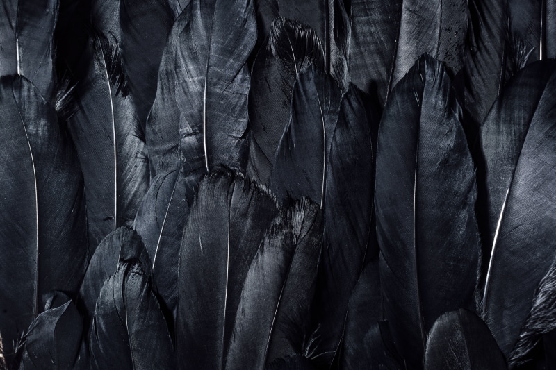 dark, material, no People, textile, 5K, backgrounds, close-up, hanging, abstract, large group of objects, full frame, macro, textured Effect, nature, feathers