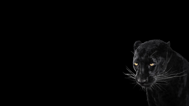 black, background, black background, cool, 2560x1440, animal, 2K, panther