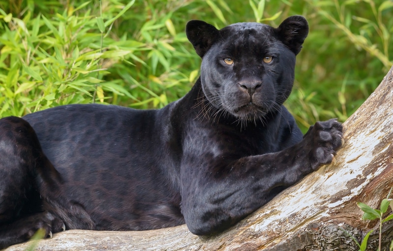 Jaguar, eyes, panther, black, black Panther, 1080P, predator, wild cat
