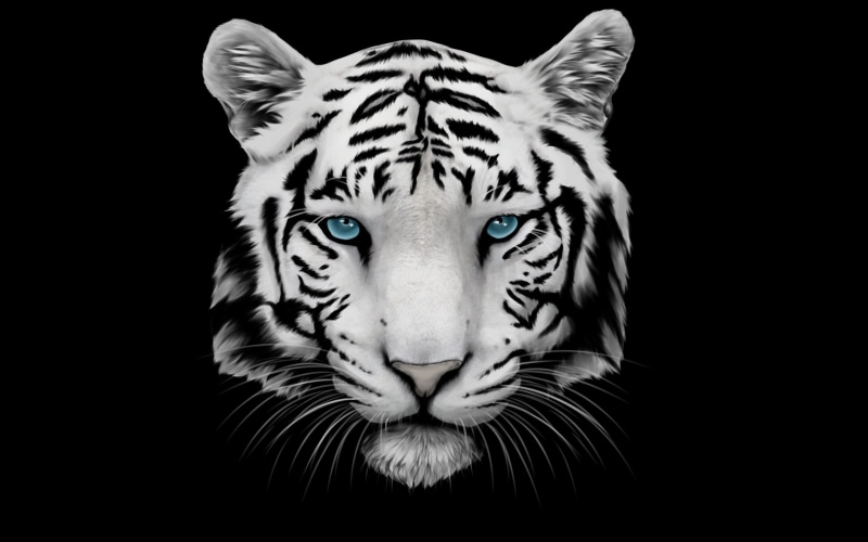 2K, eyes, blue, white tiger, tiger, white