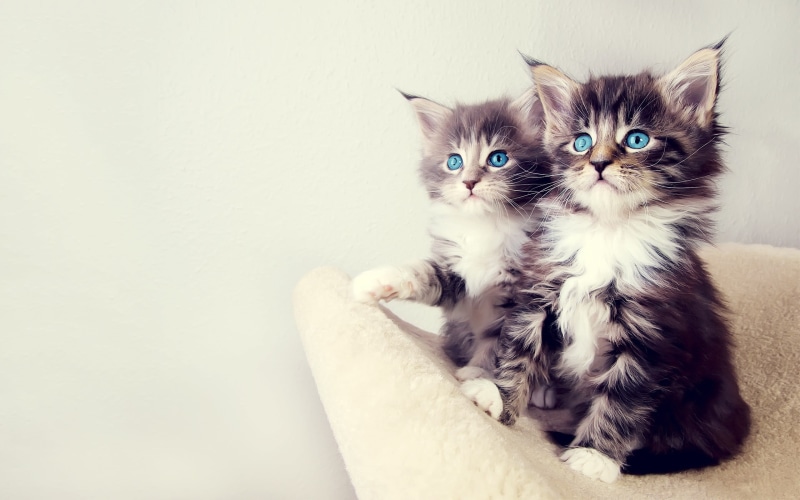 no people, domestic animals, cat, animals, mammal, feline, short, young animal, gray, 2K, looking at camera, kittens, one animal, indoors, whisker, blue eyes