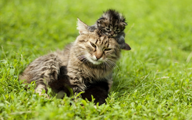 grass, animals, lying down, 2K, animal, short, kittens, cat, brown, kitten, green color, portrait, mammal, gray, young animal, animal wildlife, nature