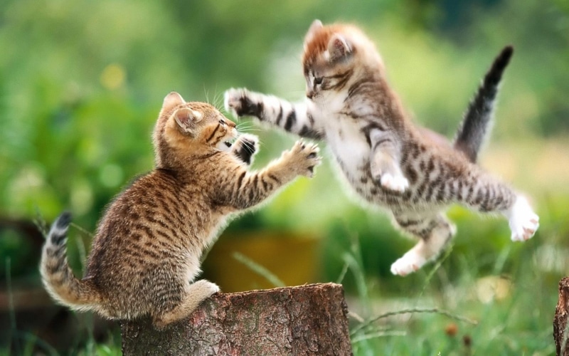 group of animals, profile view, animals in the wild, animal family, domestic cat, cat, animal, vertebrate, young animal, feline, lemur, kittens, animal themes
