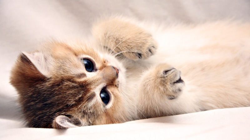 short, gray, kittens, kitten, cute, domestic animals, white, lying down, animal wildlife, hair, no people, pets, relaxation, mammal, fur, indoors, cat