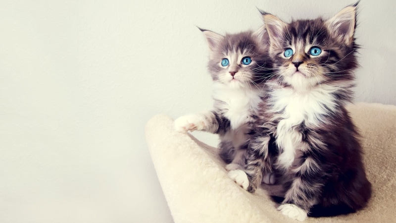 tabby, feline, young animal, domestic, animals, indoors, portrait, pets, two, domestic animals, blue eyes, domestic cat, vertebrate, kittens, persian cat