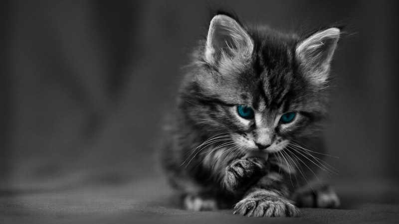 domestic cat, texture, animal eye, whisker, animals, looking at camera, baby animals, focus on foreground, black, domestic animals, selective coloring