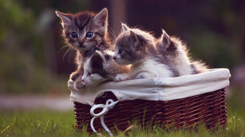 baby animals, cat, animal, whisker, portrait, feline, gray, white, fur, 1080P, grass, domestic, mammal, two animals, kitten, baskets, animal head, group of animals