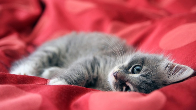 portrait, bed, pets, red, blurred, animals, kittens, domestic cat, softness, resting, cozy, kitten, 1080P, feline, indoors, close-up, domestic, no people