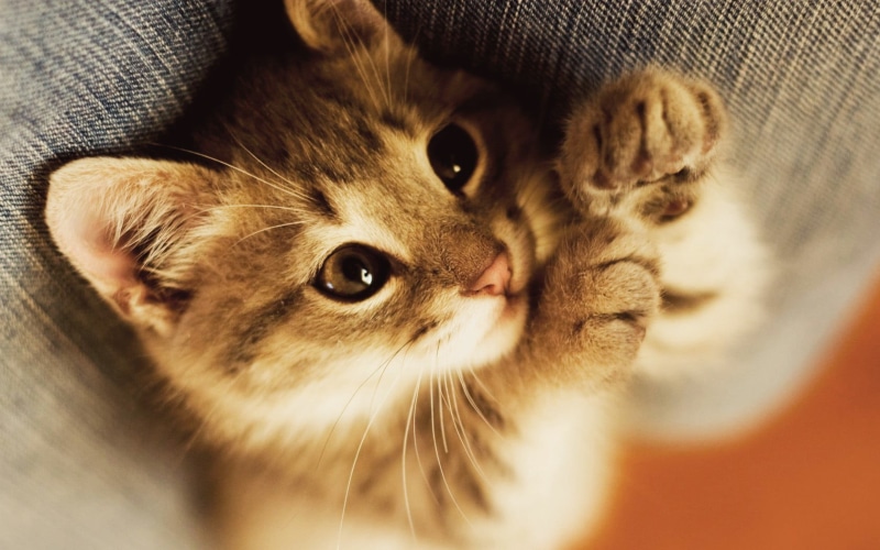close-up, baby animals, domestic, feline, playful, domestic Cat, 720P, mammal, animal, animal themes, fur, brown, cute, young Animal, no people, domestic Animals