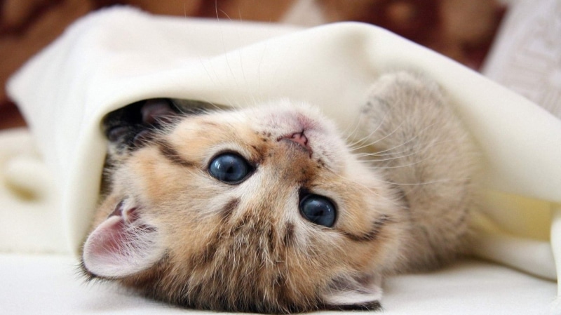 kitten, fur, short, baby, 720P, brown, cat