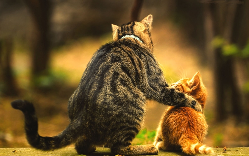 kittens, cat, focus on foreground, vertebrate, day, animals, baby, no people, animals in the wild, one animal, love, orange, feline, brown, animal wildlife