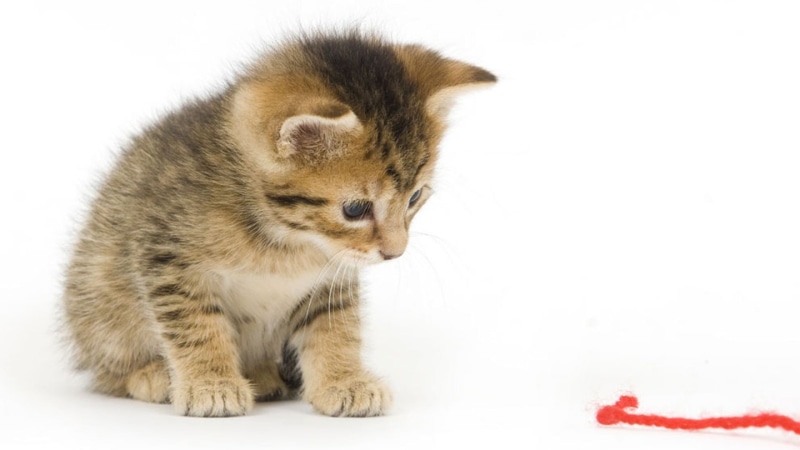 tabby, cut out, animal wildlife, baby animals, studio shot, mammal, brown, domestic, white background, no people, cat, vertebrate, 2K, pets, domestic animals