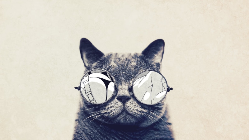 humor, animal Head, portrait, domestic Cat, feline, animal, tabby, animals, beautiful, animal themes, paw, animal body part, indoors, black Color, young Animal