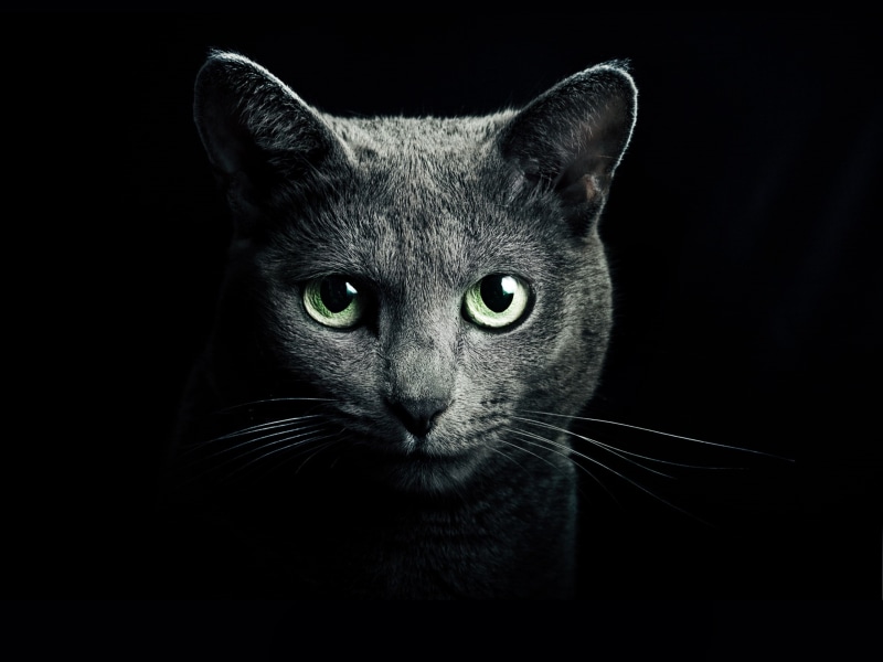 Black, Background, Green, short, Cat, Eyes, 2K, fur