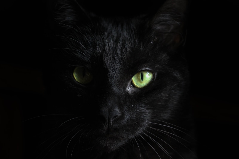 close, photography, portrait, dark, 5K, mammal, macro, whisker, pets, animal themes, animal eye, green, black, black color, domestic cat, animal, ominous