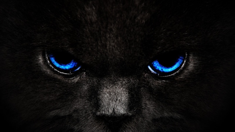 close-up, animal body part, animal themes, whisker, animal eye, mammal, eye, domestic animals, black background, pets, vertebrate, animal head, looking at camera
